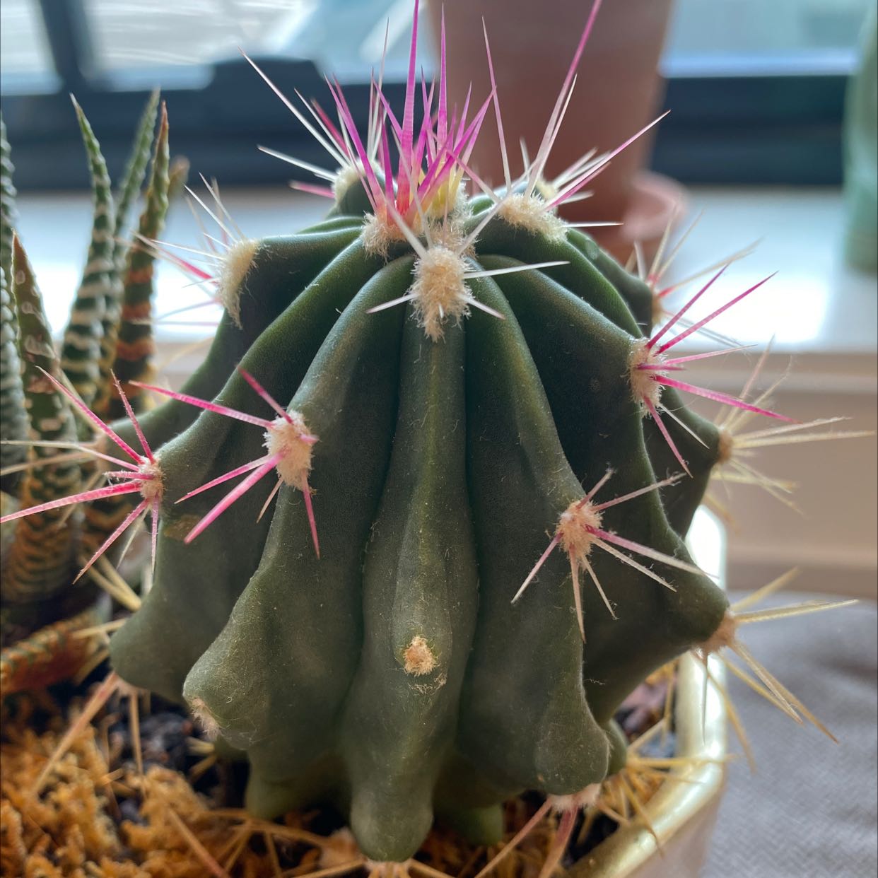 Fire Barrel Cactus with pink spines, healthy appearance, visible soil, and other plants in the background.