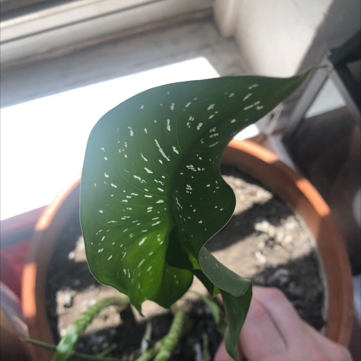Spotted Calla Lily leaf with white spots, potted plant with visible soil.