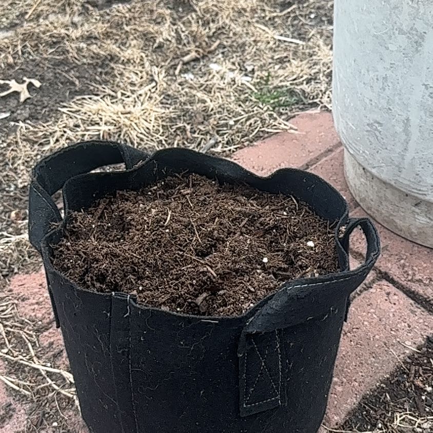 Plant care for Red Vein Fittonia on Greg, the plant care app