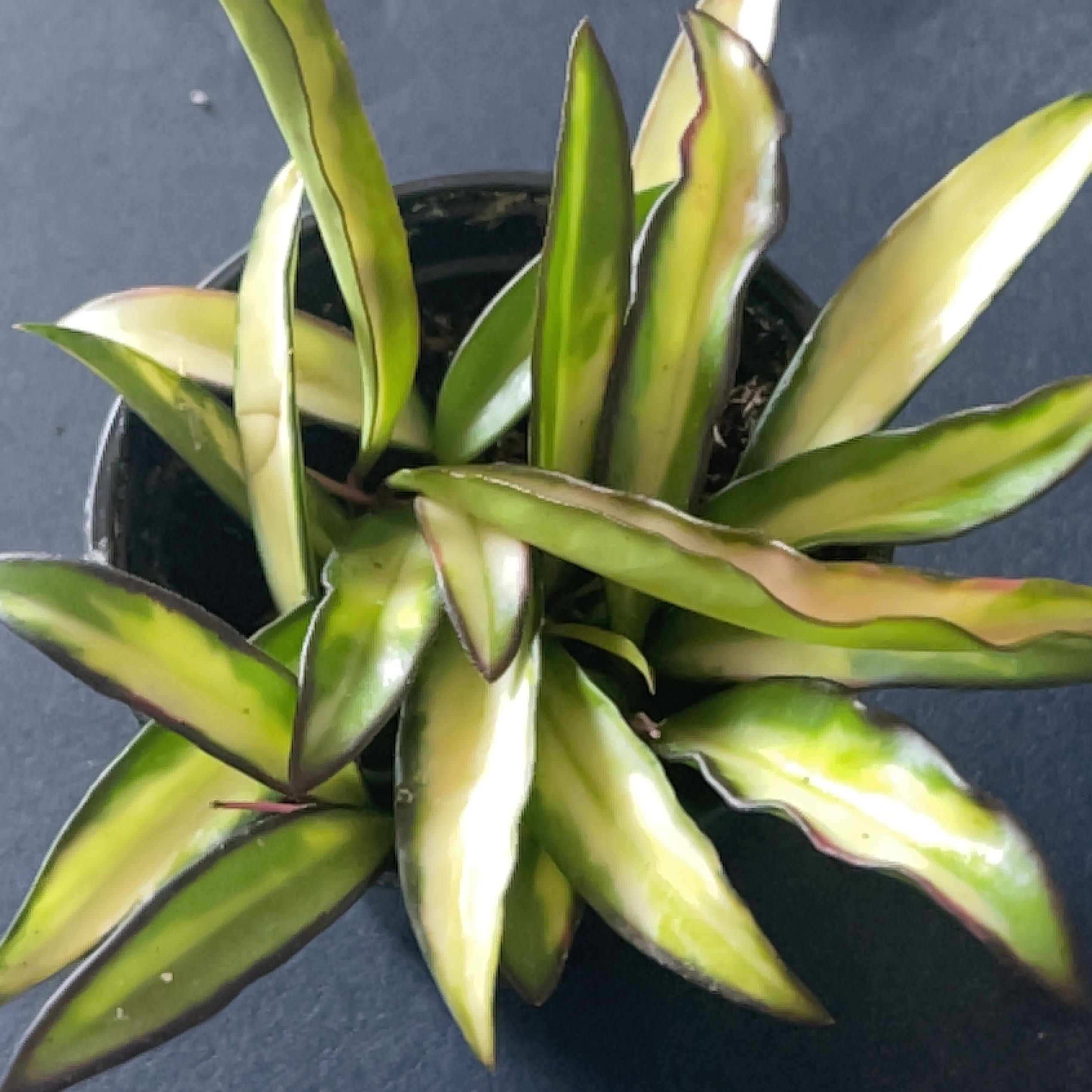 Variegated Hoya wayetii plant with healthy, elongated leaves in a pot.