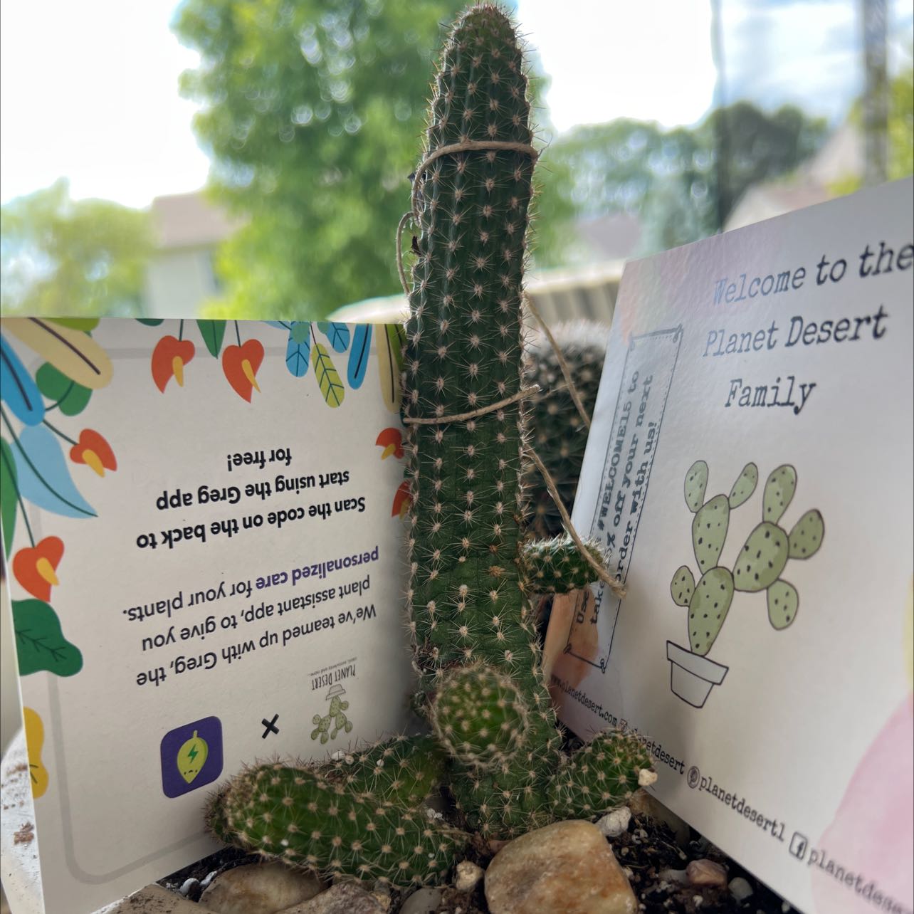 Photo of the plant species Chamaelobivia by @AboveboardBasil named Your plant on Greg, the plant care app