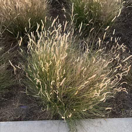 Photo of the plant species Annual Rabbitsfoot Grass by @ZealPapaya named Your plant on Greg, the plant care app