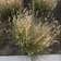 Calculate water needs of Annual Rabbitsfoot Grass