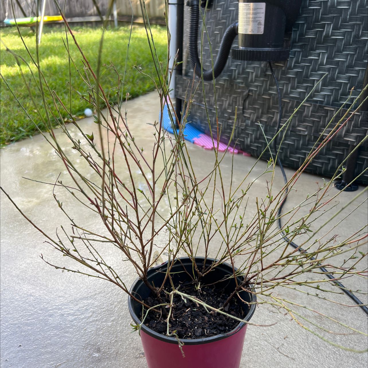 Potted Lindheimer's Beeblossom plant with thin, leafless stems in an outdoor setting.