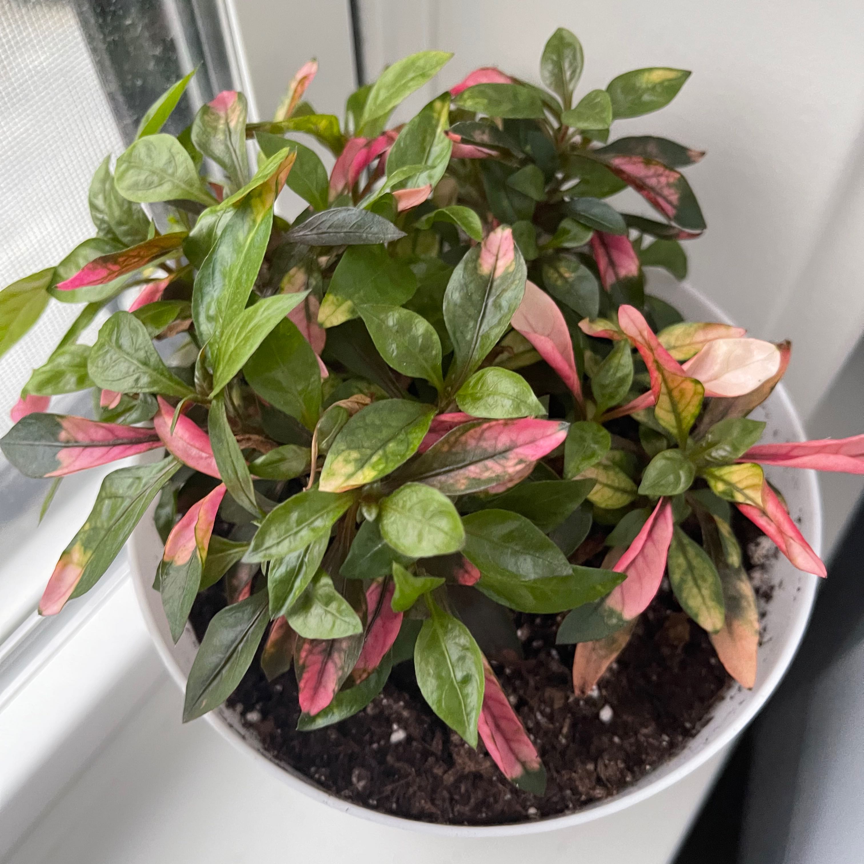 Potted Hairy Joyweed plant with green and pink leaves, some showing discoloration.