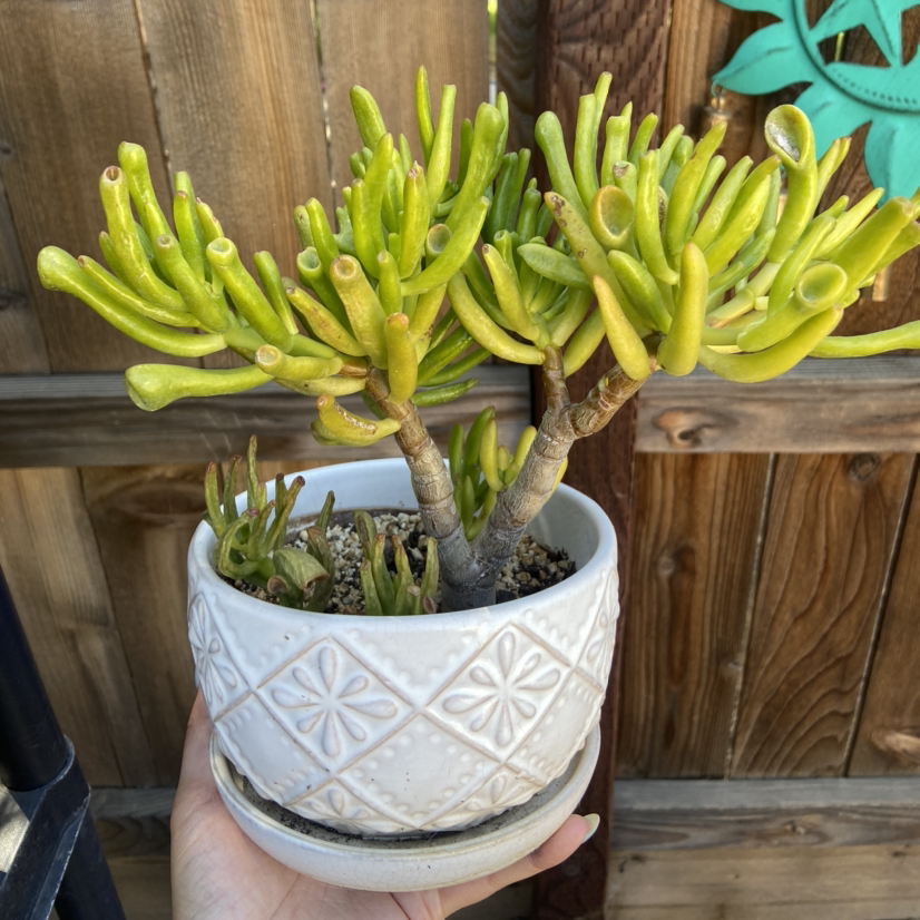 Photo of the plant species Finger Jade by @Bulbasaur named Outdoor/Nithin on Greg, the plant care app