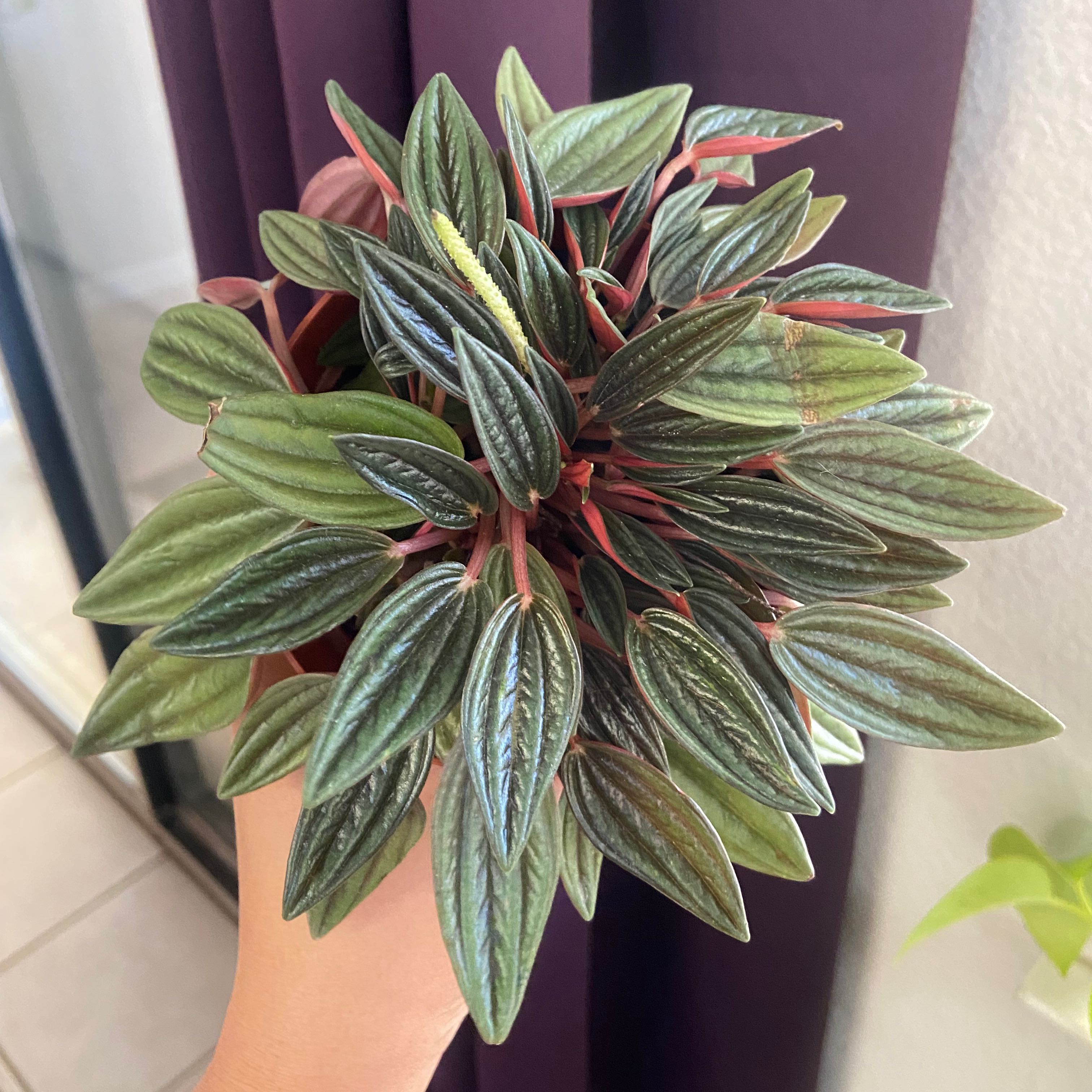 Photo of the plant species Peperomia 'Rosso' by @Bulbasaur named Your plant on Greg, the plant care app