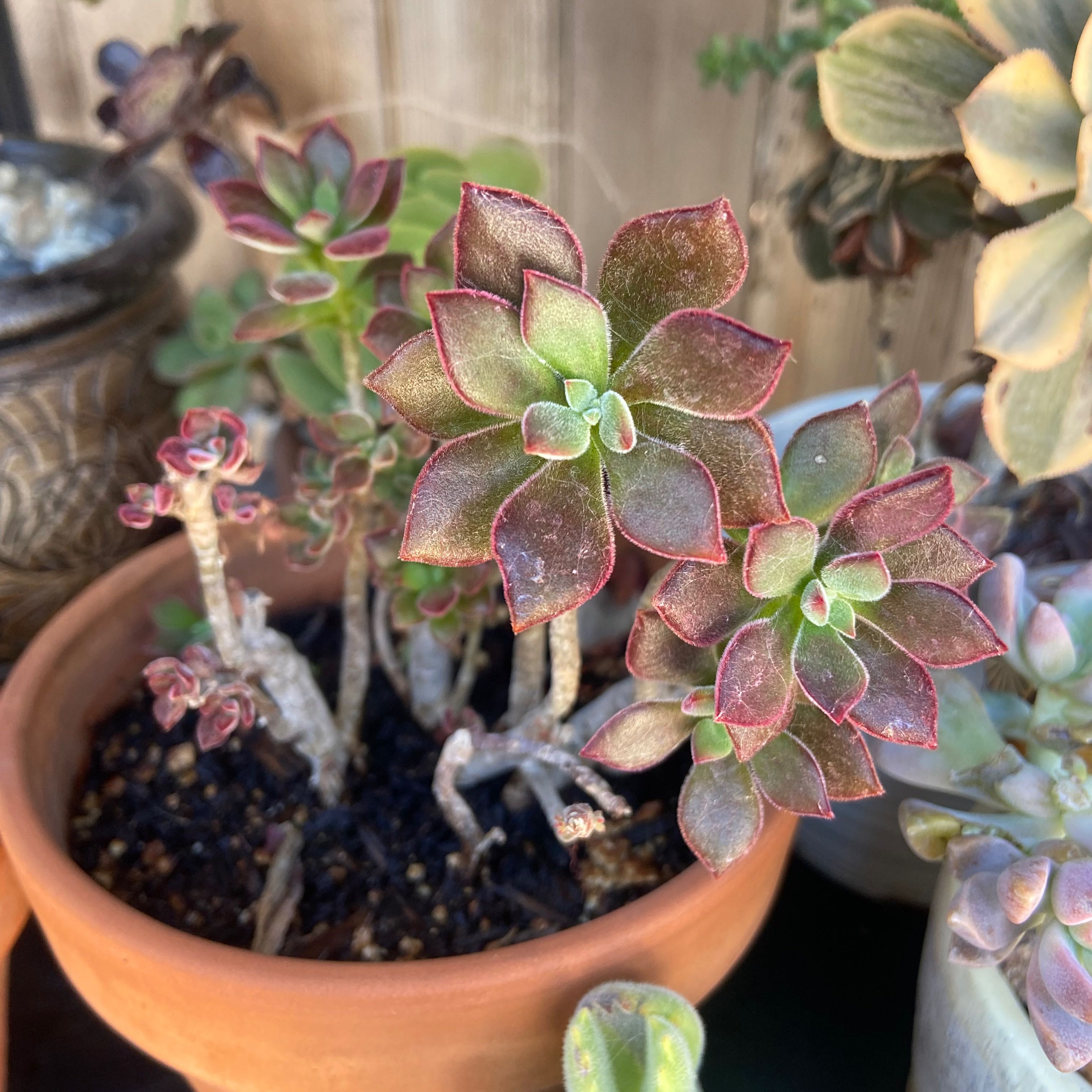 Plush Plant in a terracotta pot with reddish-edged green leaves, surrounded by other succulents.