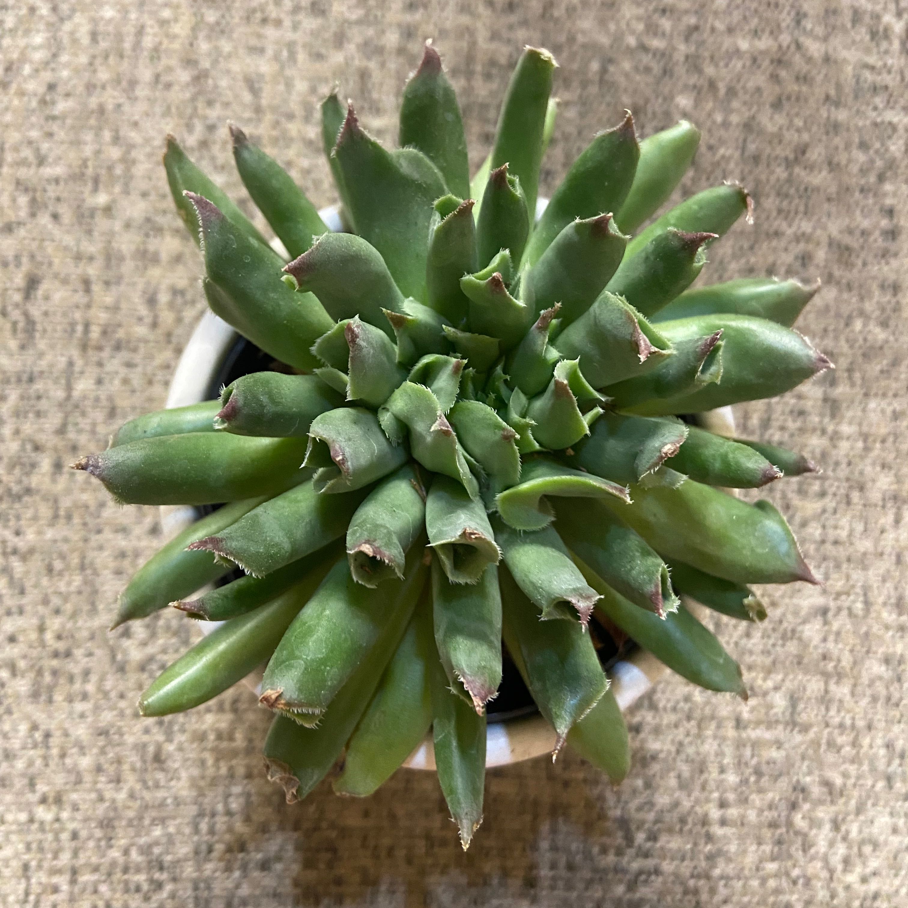 Photo of the plant species Sempervivum 'Oddity' by @Bulbasaur named Outdoor/Muhammad Ali on Greg, the plant care app