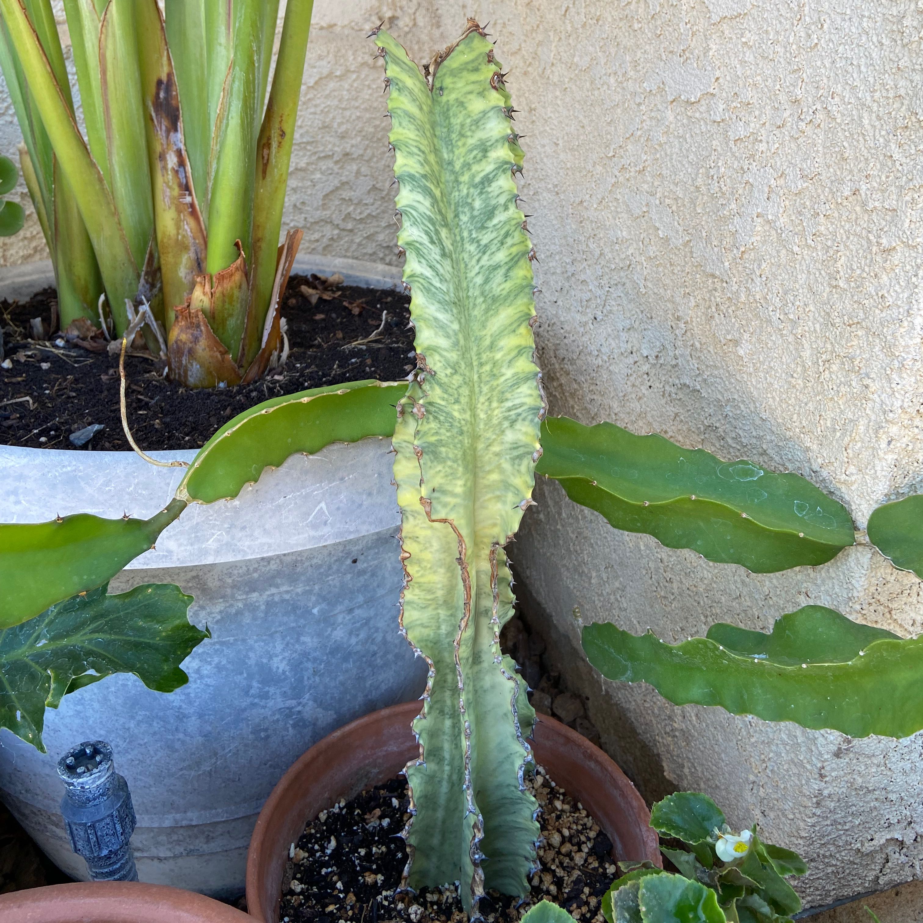 Variegated African Candelabra plant in a pot with some browning on the leaves.