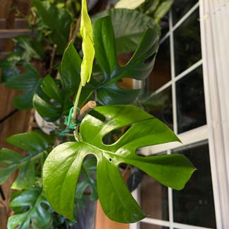 Mini Monstera plant in St. Helens, Oregon