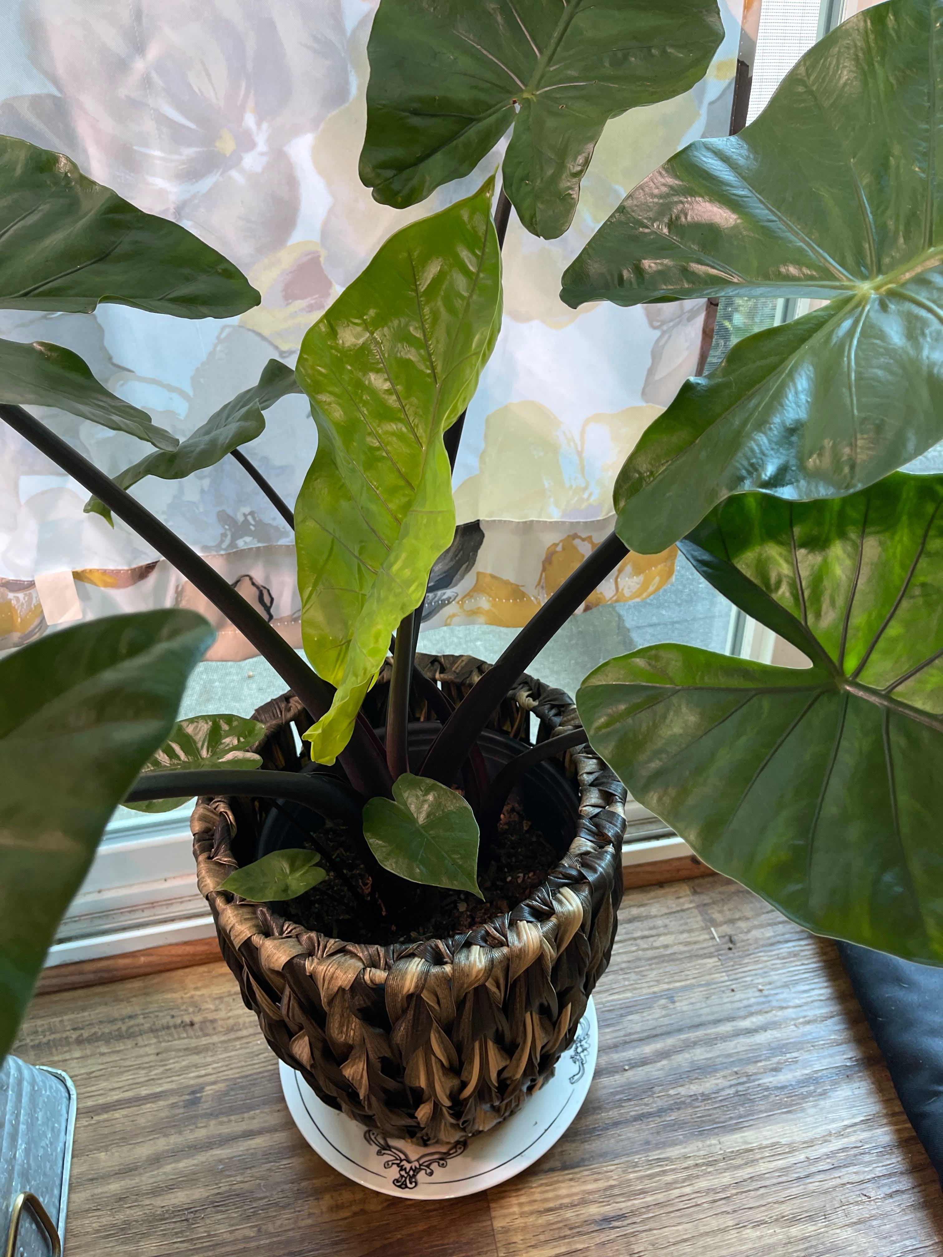 Dark Star Elephant Ear Care 101 Water, Light & Growing Tips