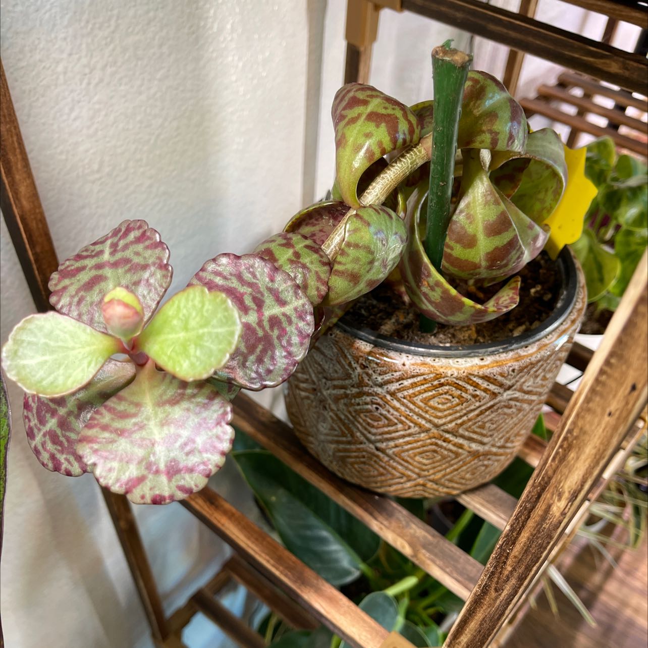 Penwiper Plant in a decorative pot on a wooden shelf with patterned leaves.