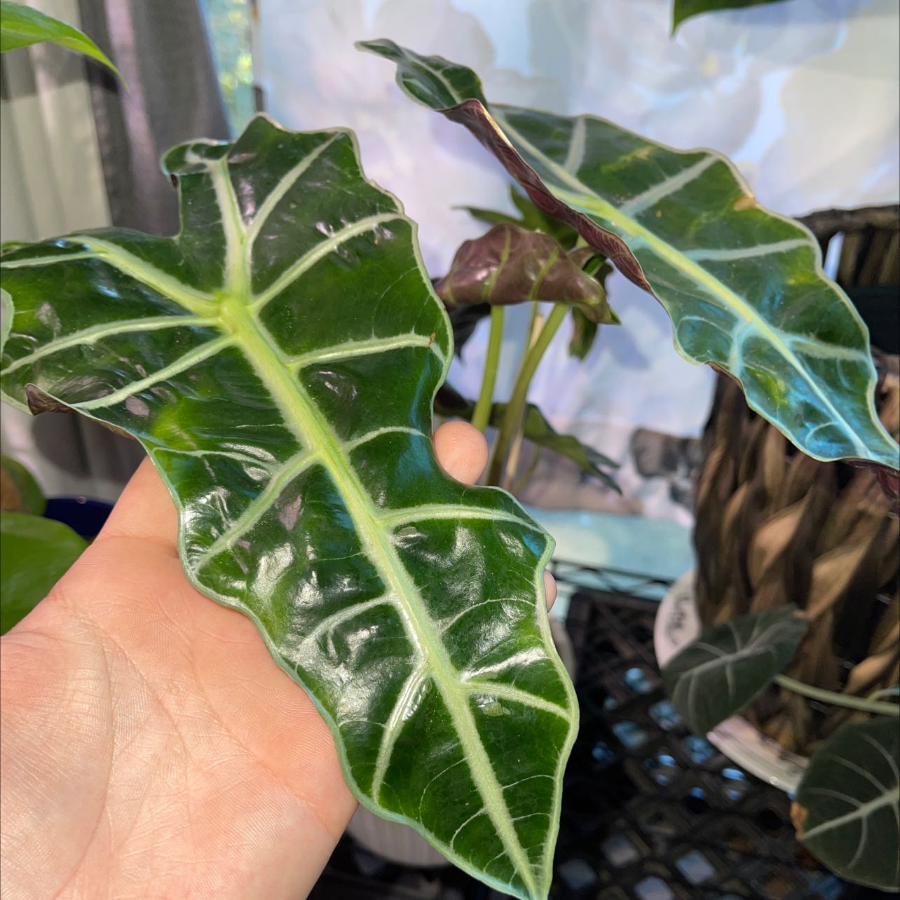 Kris Plant with glossy, dark green leaves and prominent white veins, held by a hand.