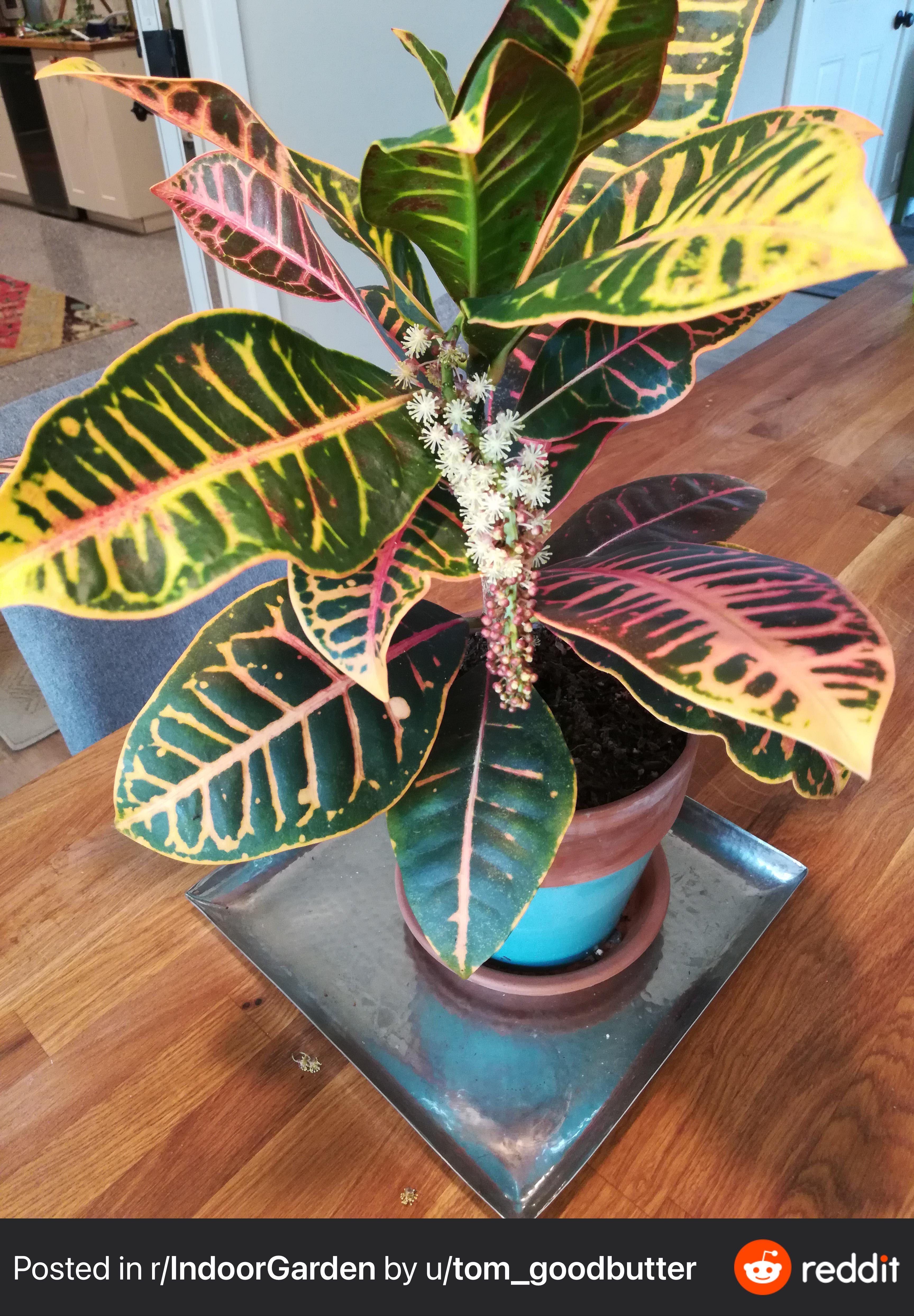 Croton Growth
