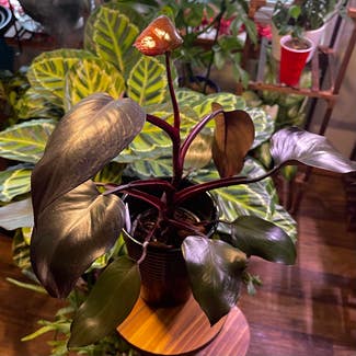 Philodendron Burgundy Princess plant in St. Helens, Oregon