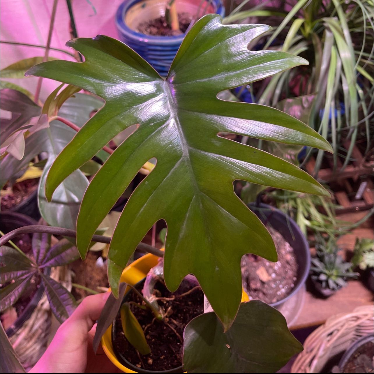 Philodendron mayoi plant with healthy green leaves, visible soil, and a hand holding the pot.