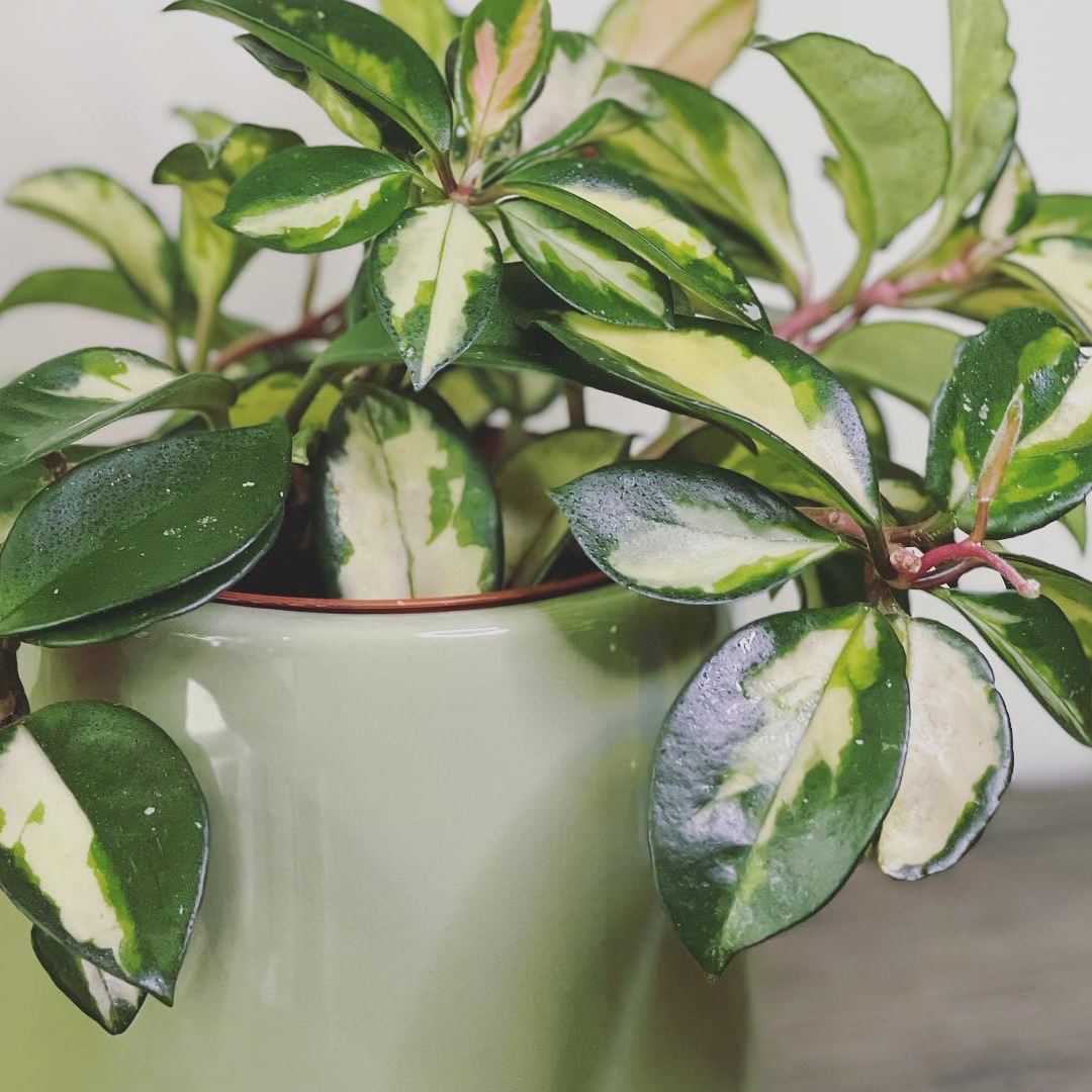 Variegated Hoya plant in a green pot with healthy green and yellow leaves.