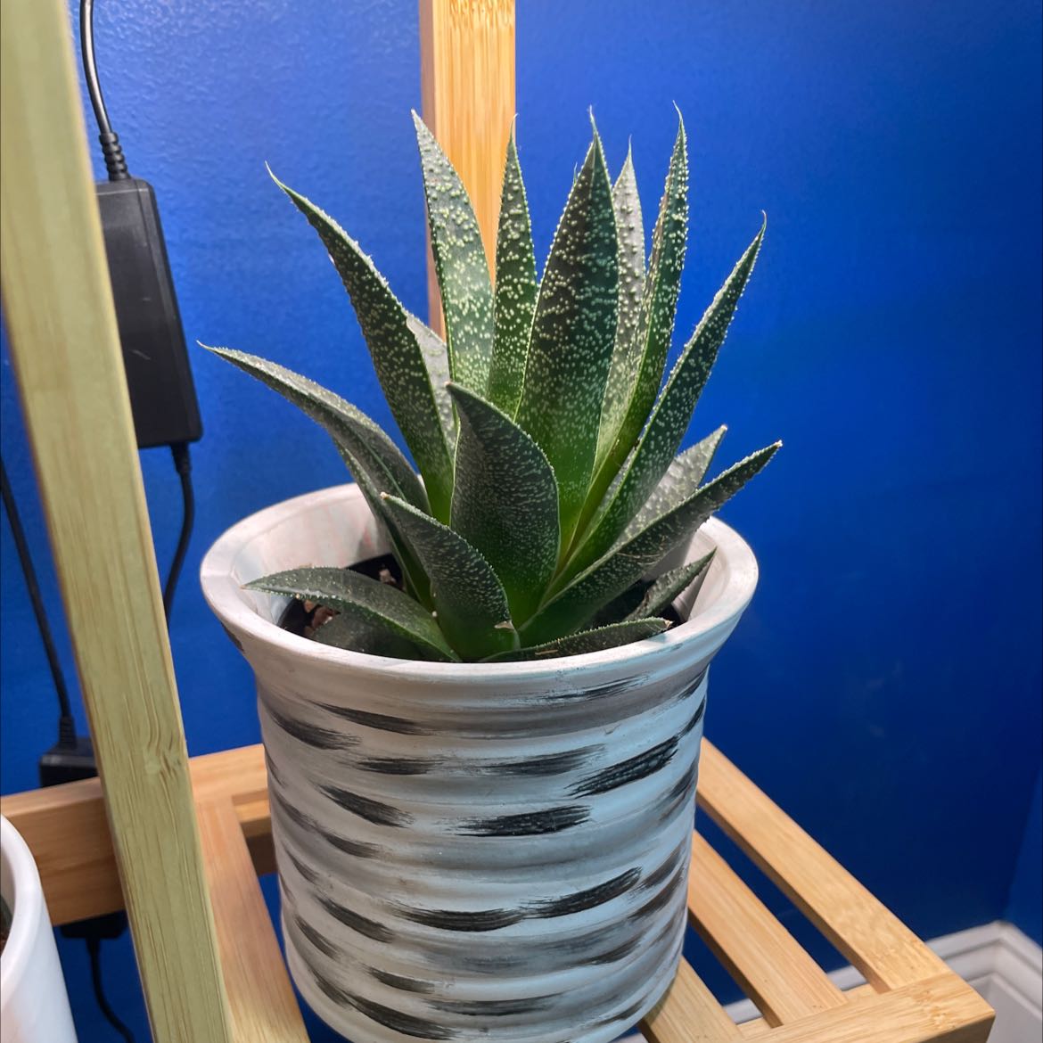 Gasteraloe 'Flow' plant in a decorative pot against a blue wall.