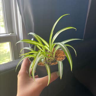 Spider Plant plant in North Wales, Pennsylvania