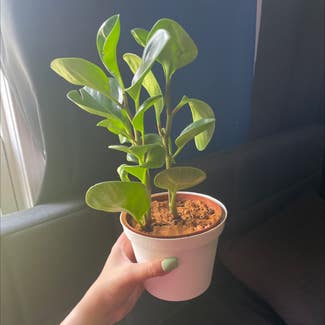 Baby Rubber Plant plant in North Wales, Pennsylvania