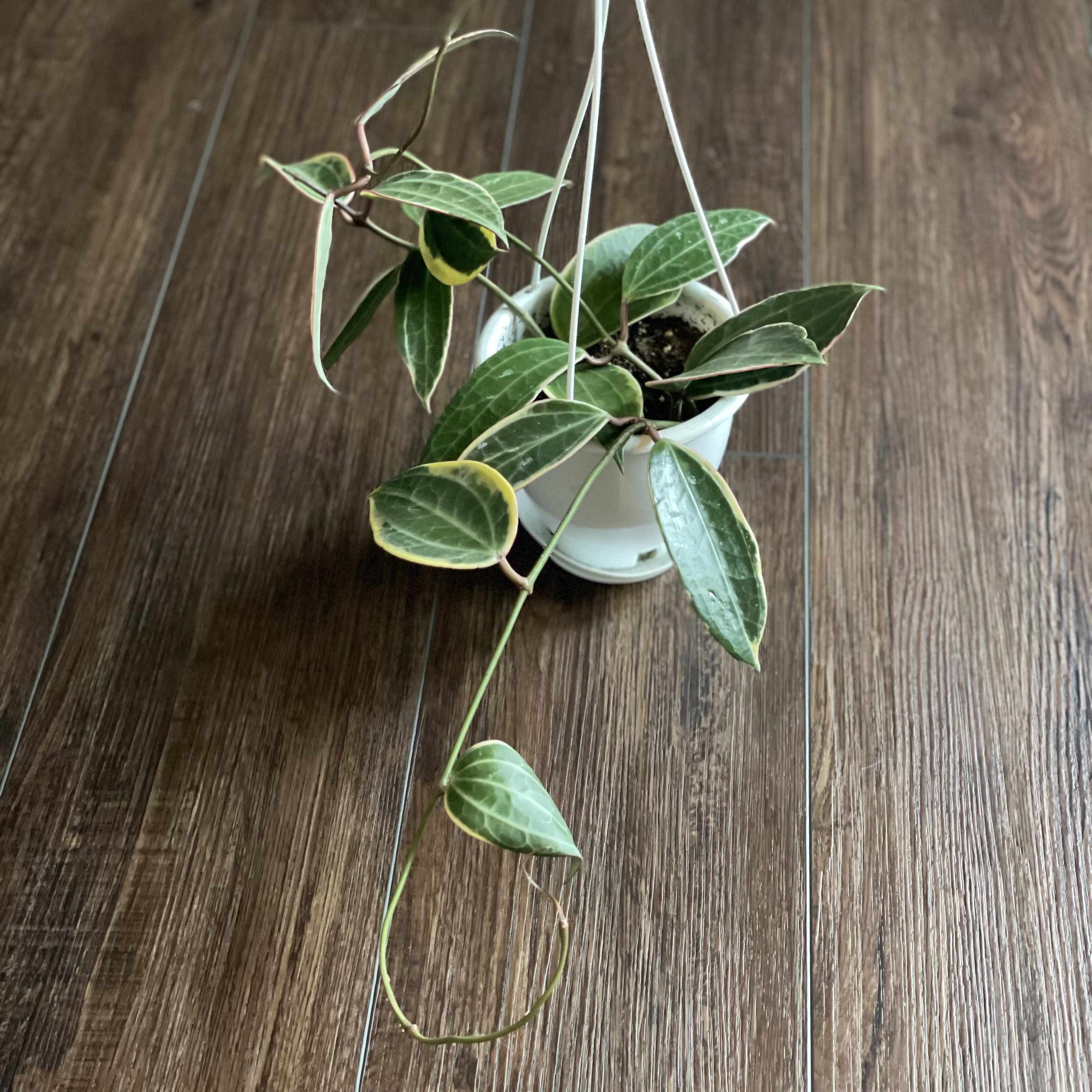 Hoya macrophylla plant in a hanging pot with variegated leaves and visible soil.