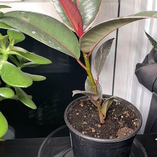 Variegated Rubber Tree plant in North Wales, Pennsylvania
