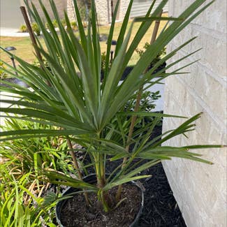 European Fan Palm plant in San Marcos, Texas