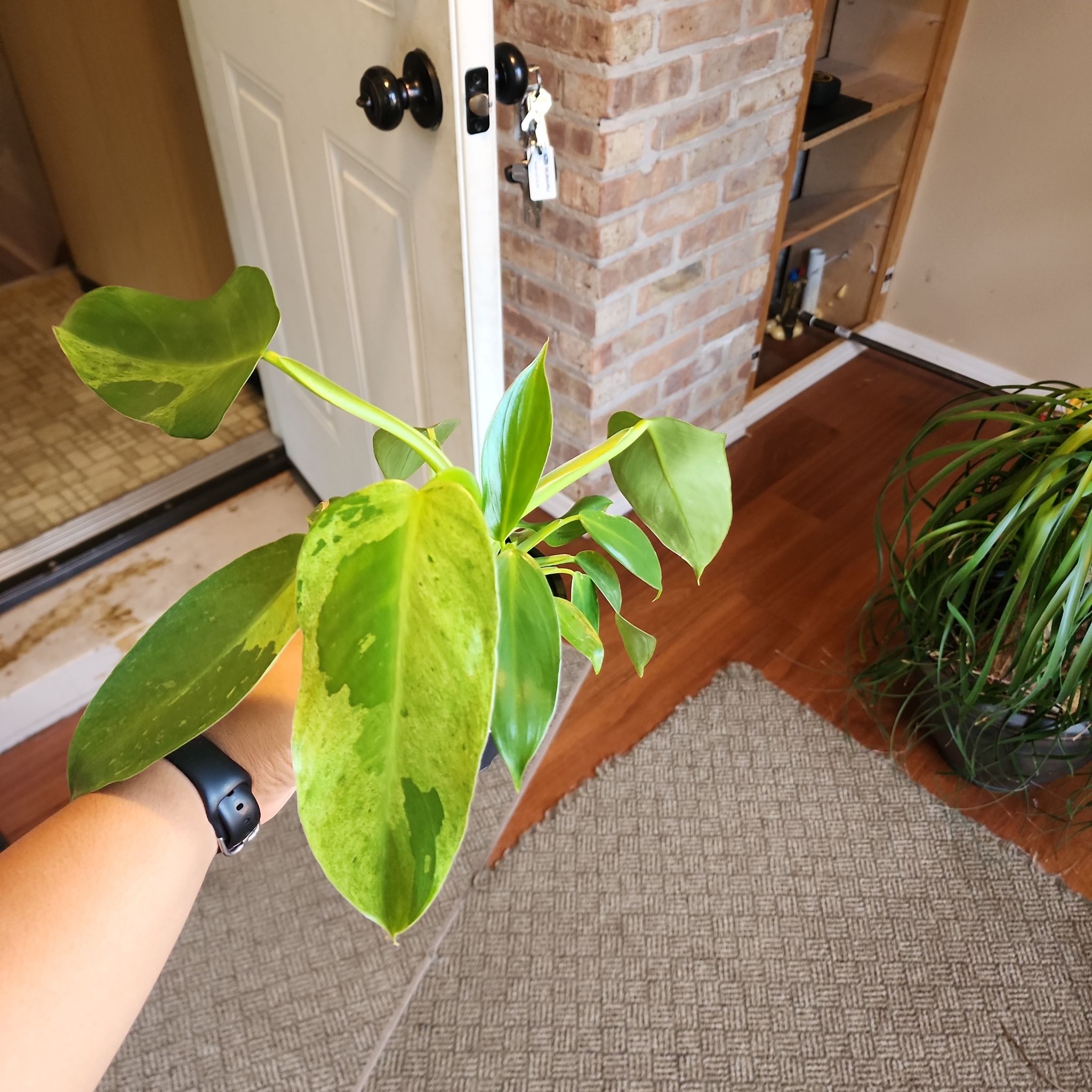 Philodendron 'Jose Buono' plant being held, with vibrant green leaves and variegation.