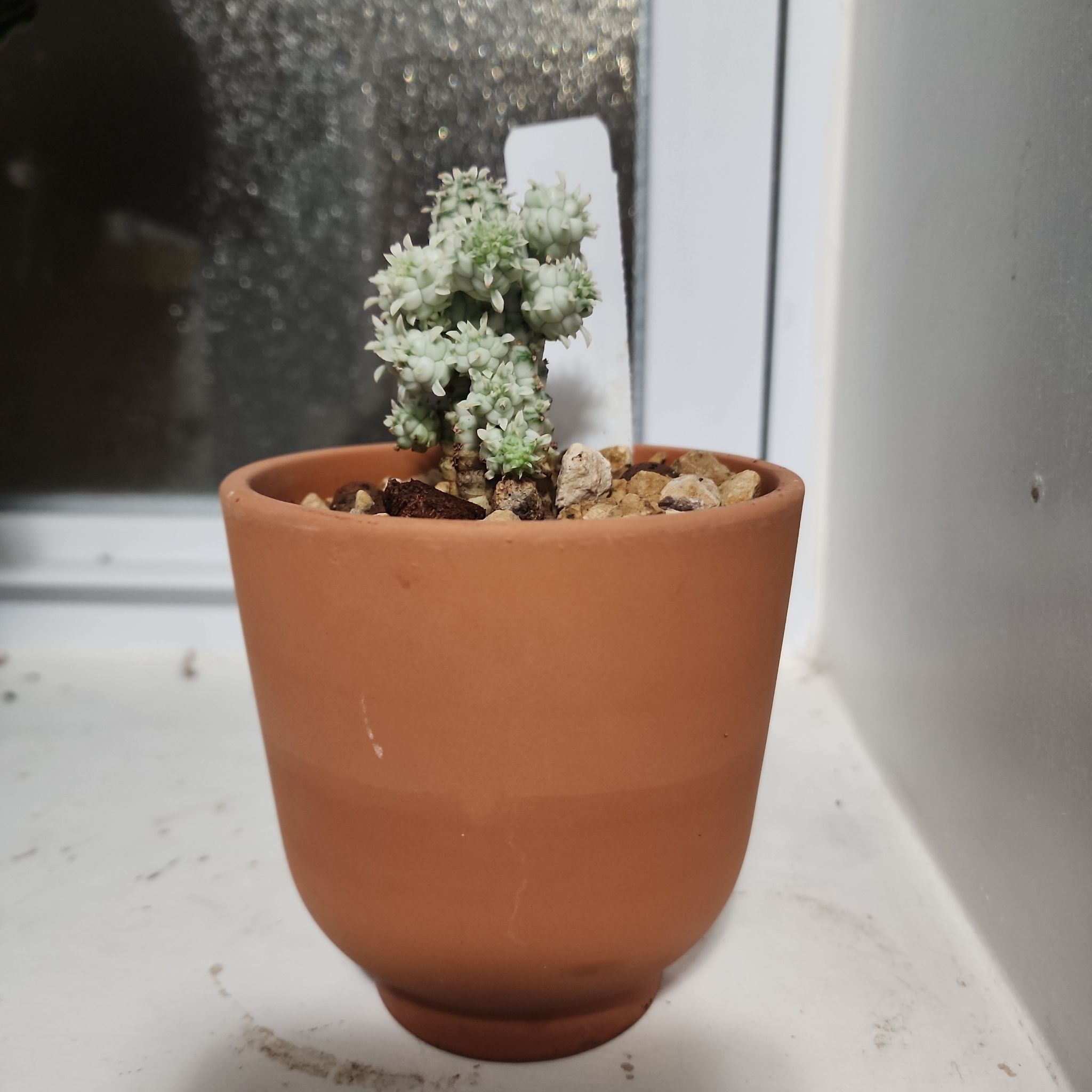 Variegated Corncob Cactus in a terracotta pot on a windowsill.