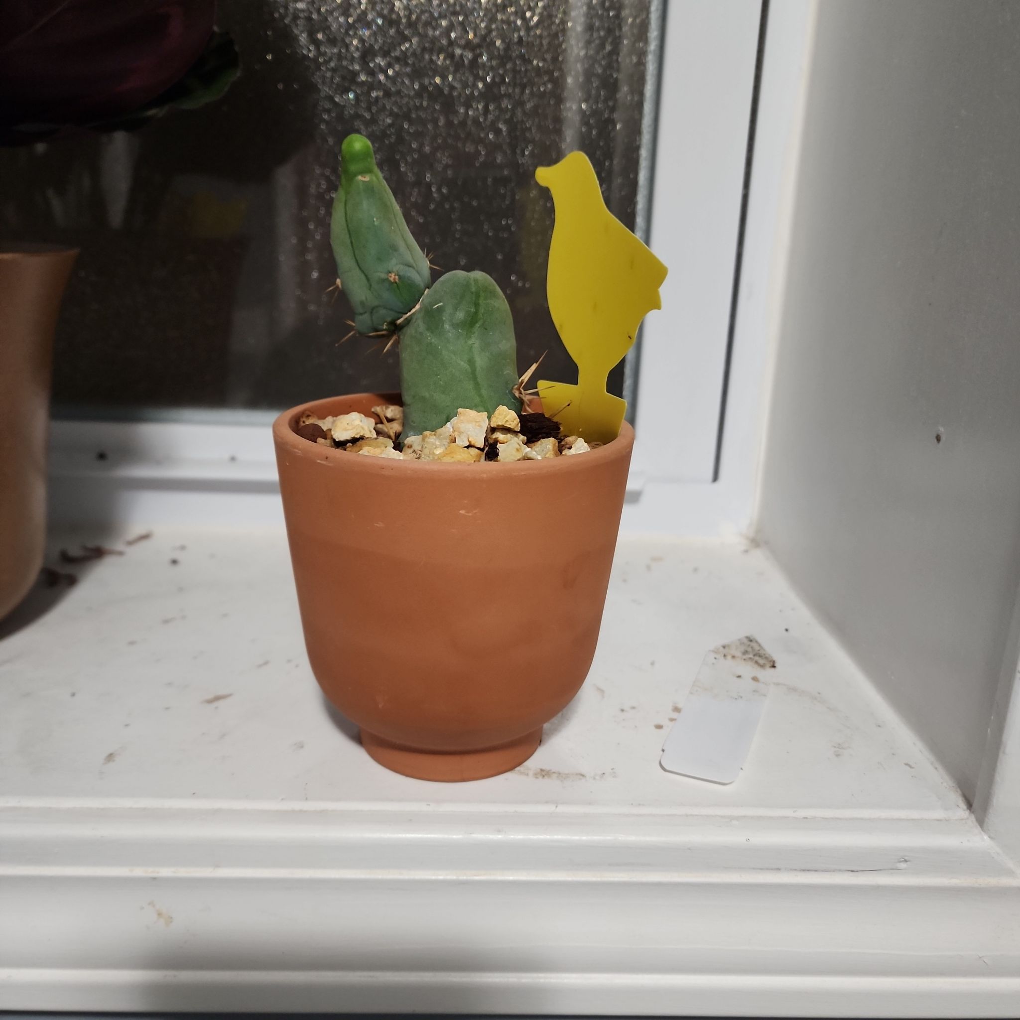 Photo of the plant species penis cactus by @plantlove09 named Kobe on Greg, the plant care app