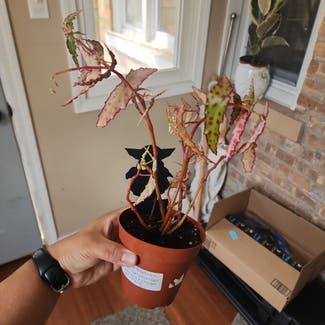 Rex Begonia plant in Chicago, Illinois