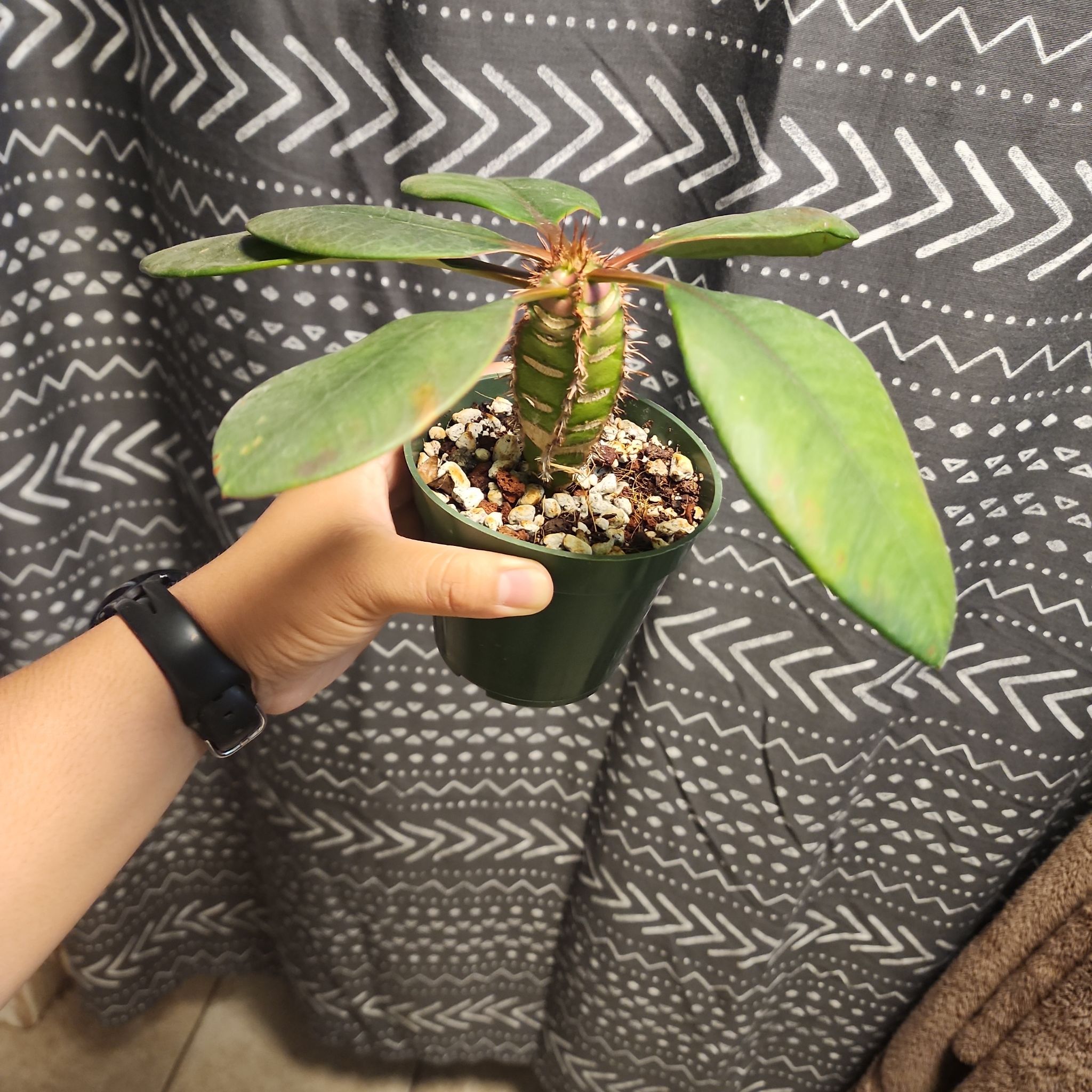 Photo of the plant species Euphorbia neohumbertii by @plantlove09 named Foxxy on Greg, the plant care app