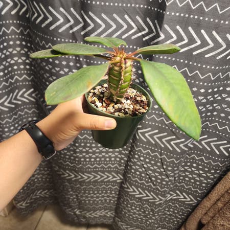 Photo of the plant species Euphorbia neohumbertii by Classicalgarlic named Foxxy on Greg, the plant care app
