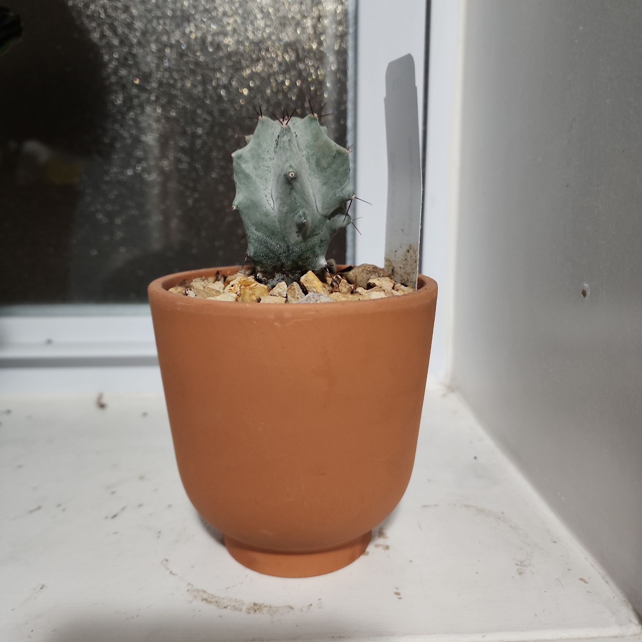 Gray Ghost Organ Pipe cactus in a terracotta pot on a windowsill.