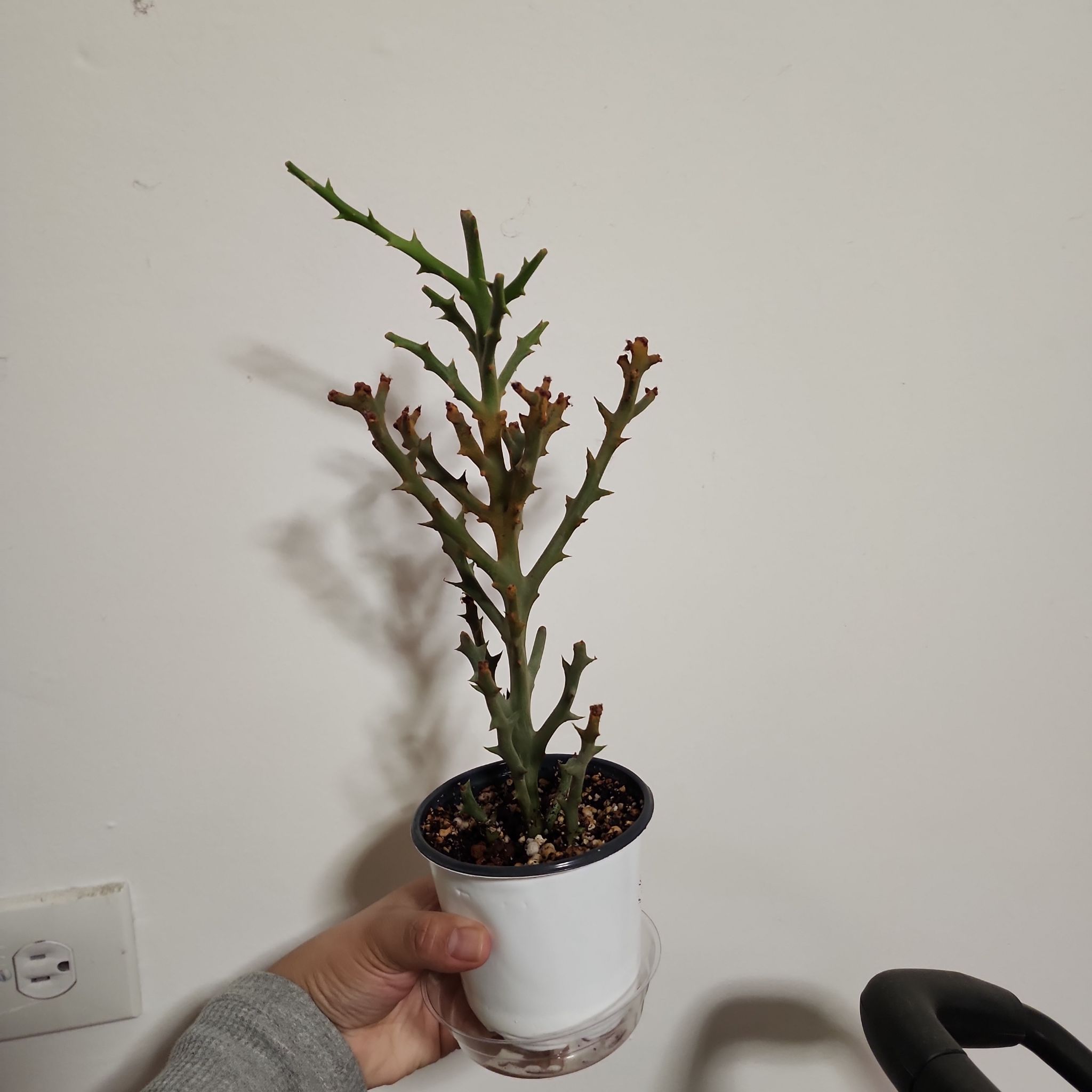 Photo of the plant species Euphorbia stenoclada by @plantlove09 named Points 👉 on Greg, the plant care app