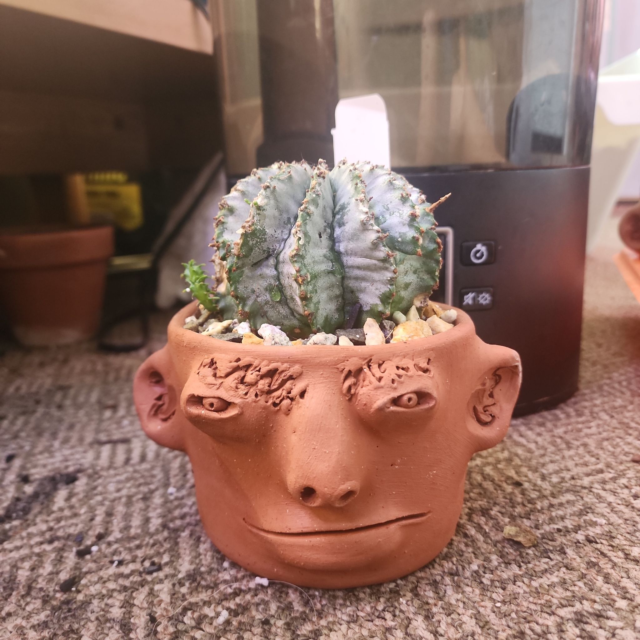 Photo of the plant species Euphorbia horrida 'Mayor' by @plantlove09 named Curie on Greg, the plant care app