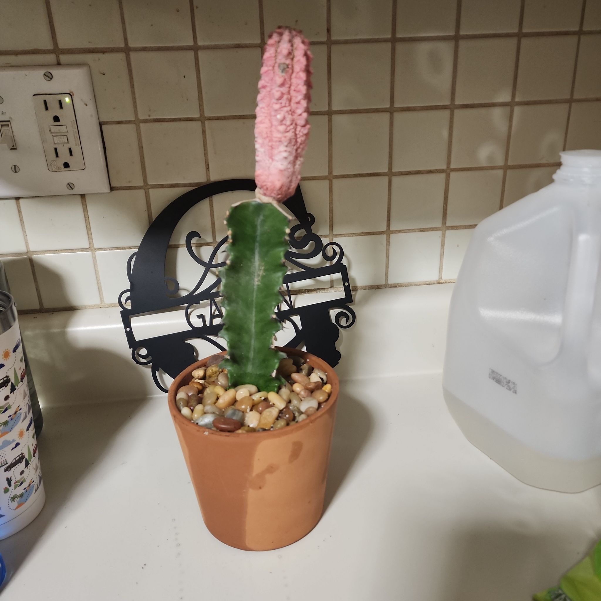 Photo of the plant species Euphorbia abdelkuri by @plantlove09 named Osmo on Greg, the plant care app