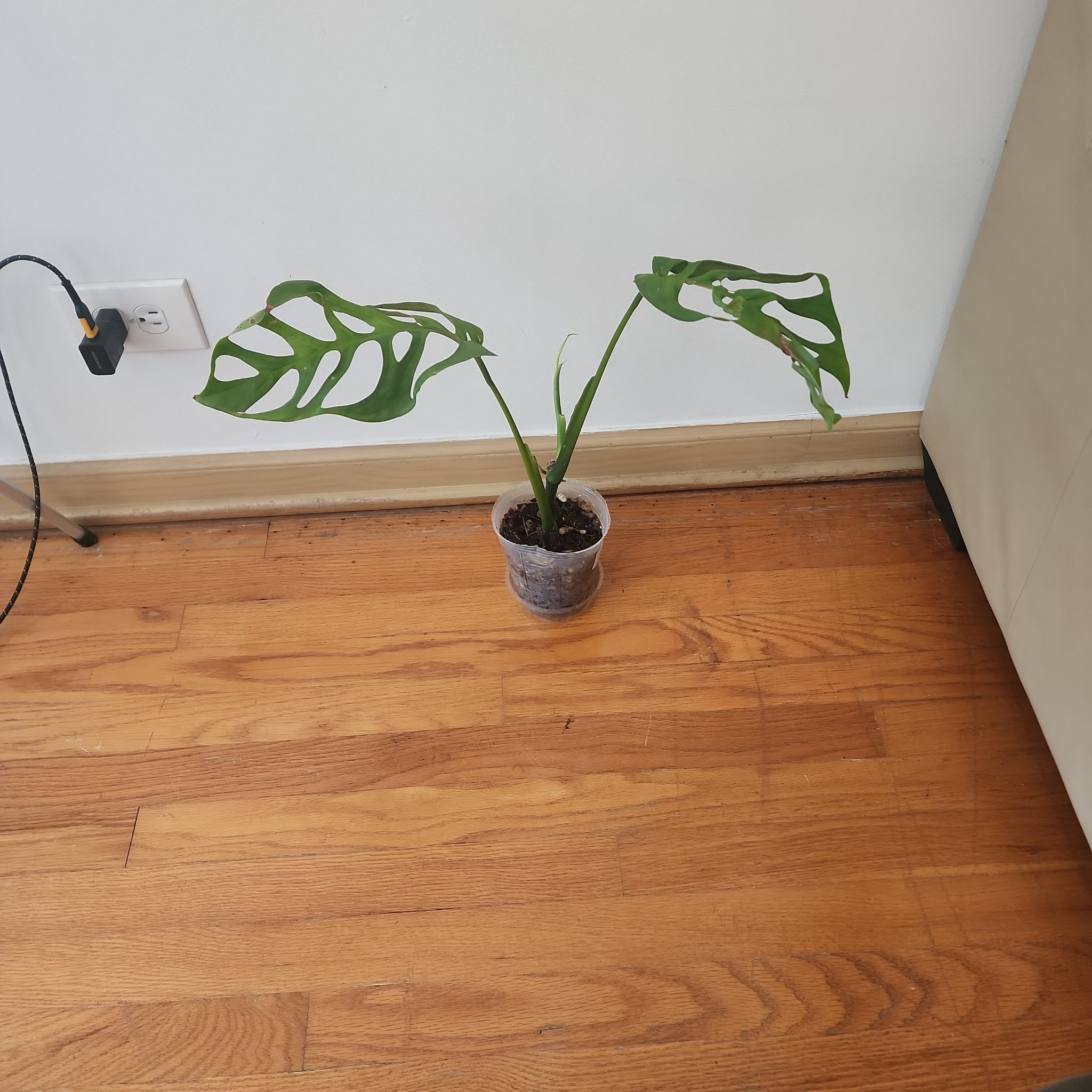 Monstera esqueleto plant in a small pot on a wooden floor with fenestrated leaves.