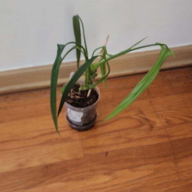 Photo of the plant species Philodendron renauxii by @plantlove09 named Rosa on Greg, the plant care app