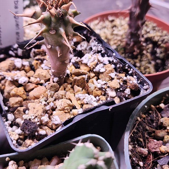 Photo of the plant species Euphorbia Viguieri by @plantlove09 named Navajo on Greg, the plant care app