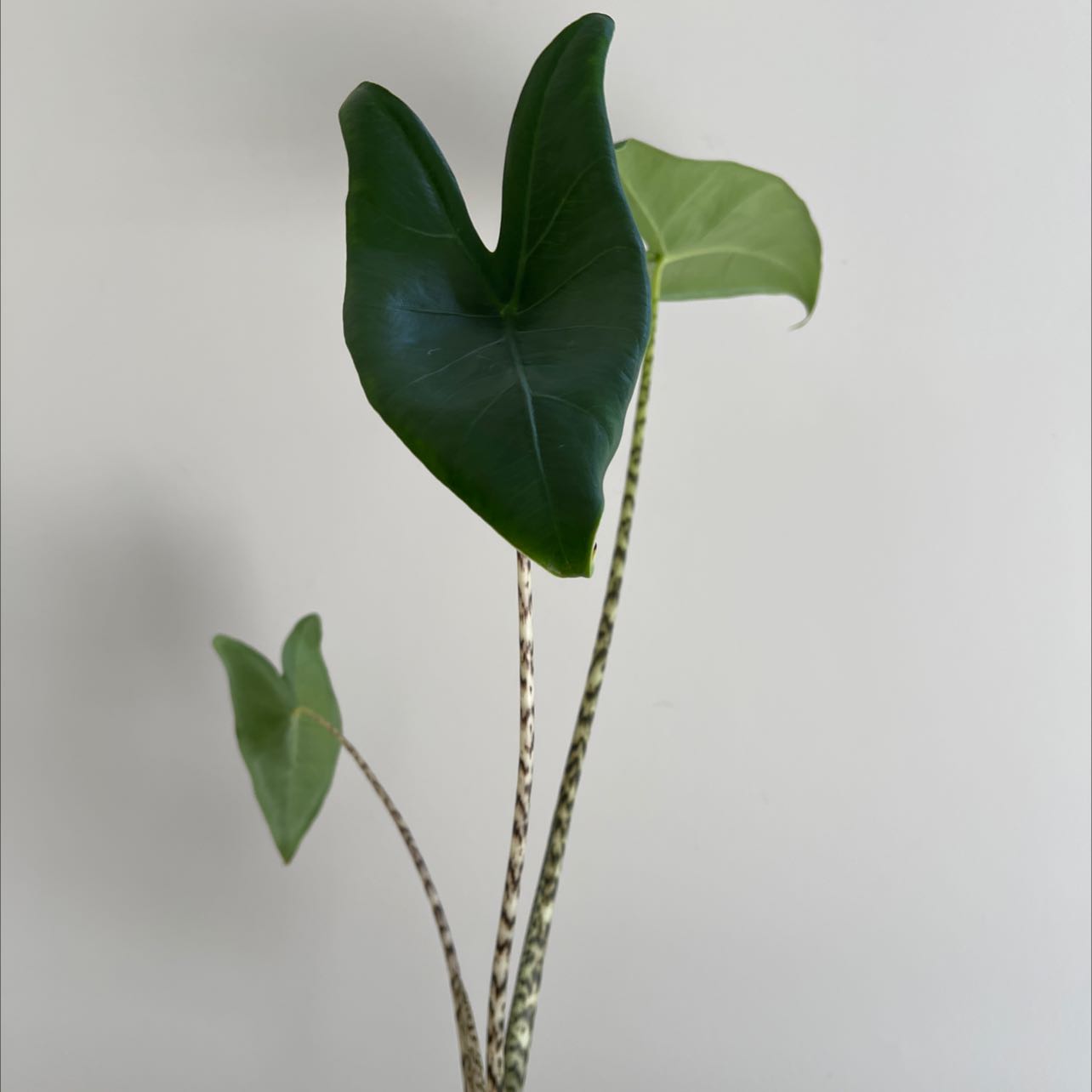 Photo of the plant species Zebra Elephant Ear by @Lissavmiller named Alocasia Zebrina on Greg, the plant care app