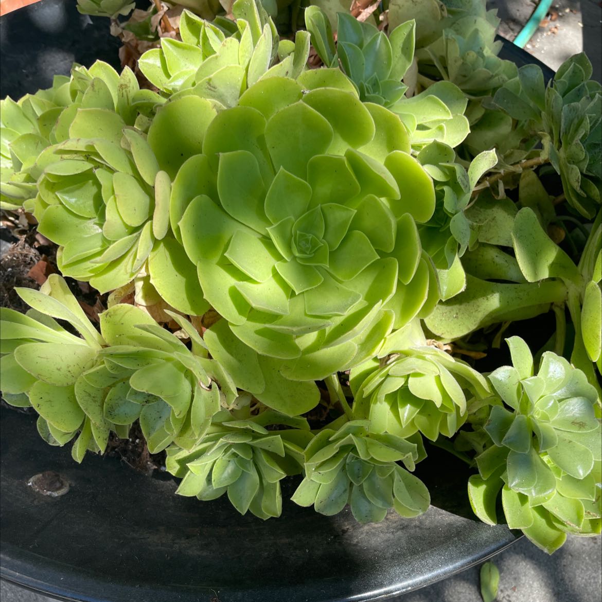Photo of the plant species Palmer's Sedum by @VehementPuriri named Sukkulent on Greg, the plant care app