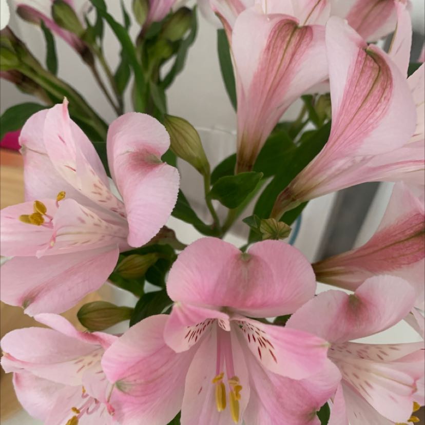 Peruvian-Lily with multiple pink flowers in bloom, appearing healthy and well-framed.