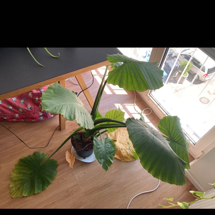 Alocasia 'Portora' plant indoors near a window with some yellowing and browning leaves.
