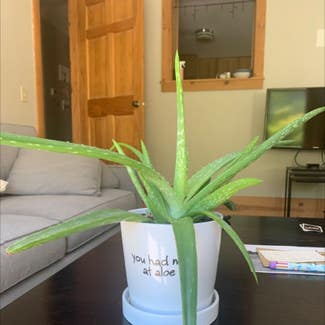 Aloe Vera plant in Glenwood Springs, Colorado