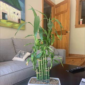 Lucky Bamboo plant in Glenwood Springs, Colorado