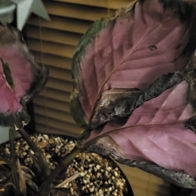 Photo of the plant species calathea rosy by @AvidBlackpea named Califia I on Greg, the plant care app