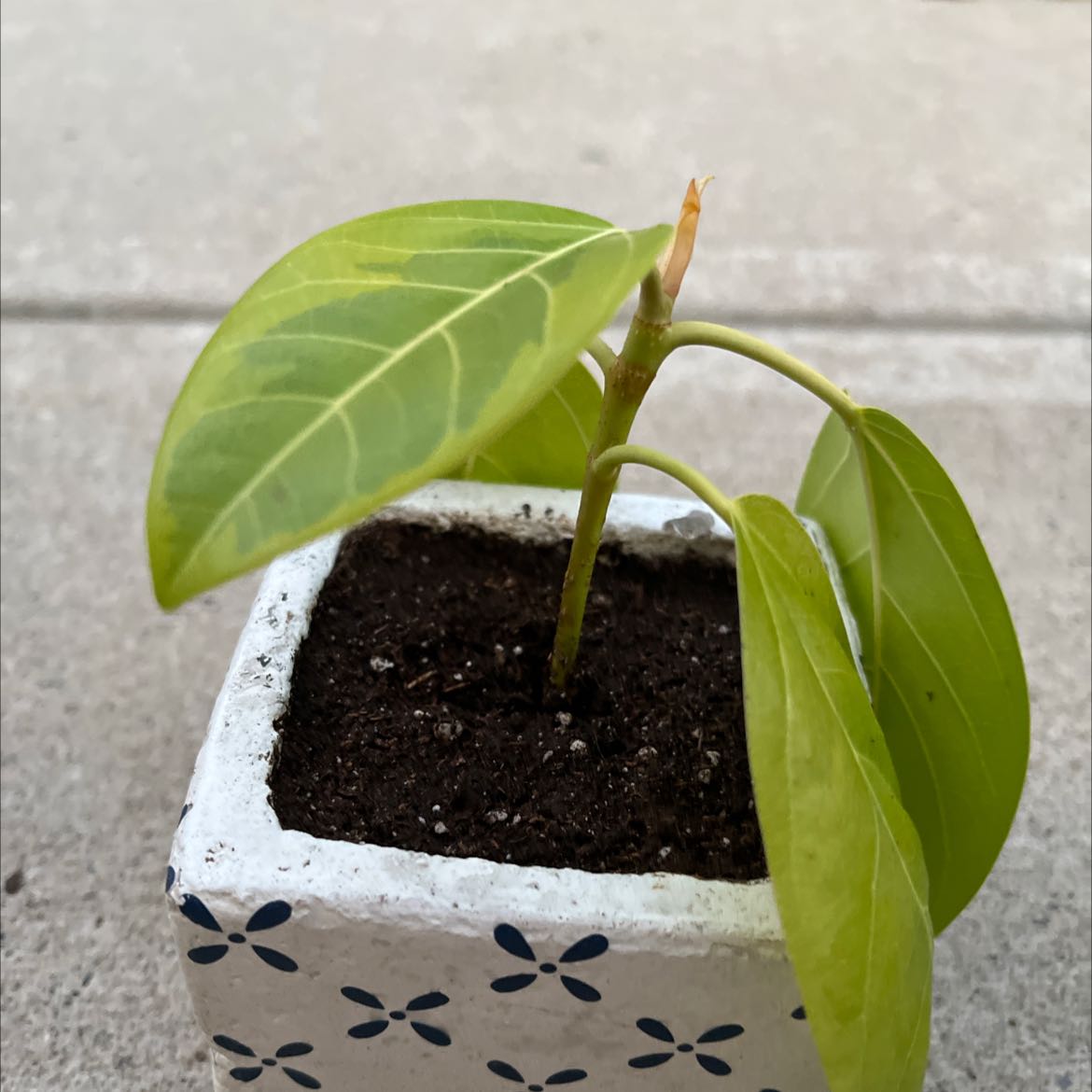 Young Florida Strangler Fig plant in a small pot with healthy green leaves.