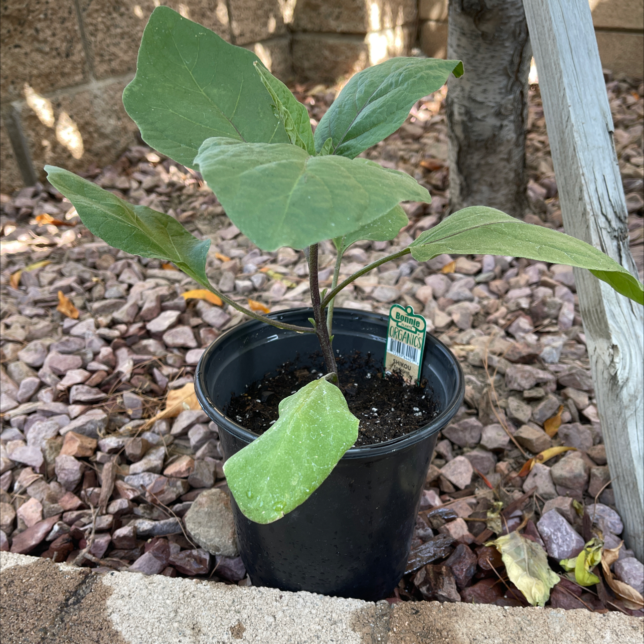 Eggplant plant in a black pot with healthy green leaves, placed outdoors on rocky ground.